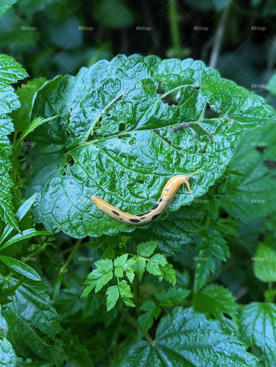 unique spotted slug tan slug with black spots on a green leaf insect finds on a hike in the forest