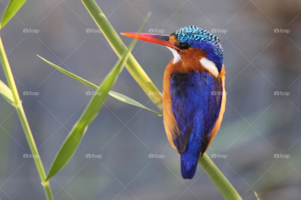 Kingfisher blue
