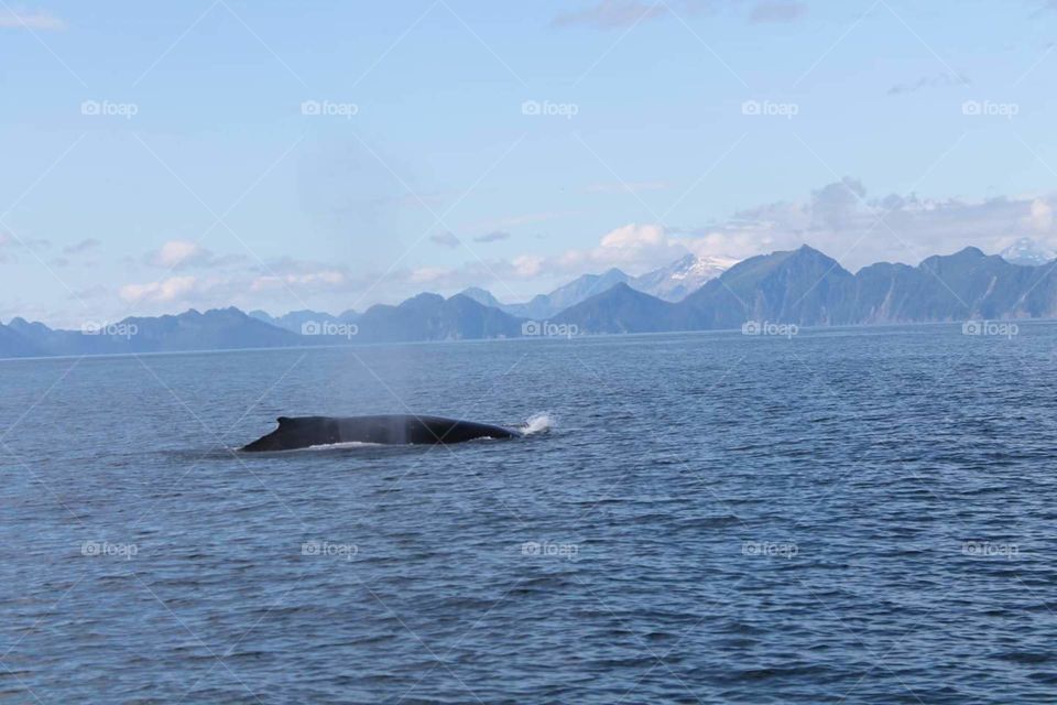 Alaska the Final Frontier killer  Orca whale.