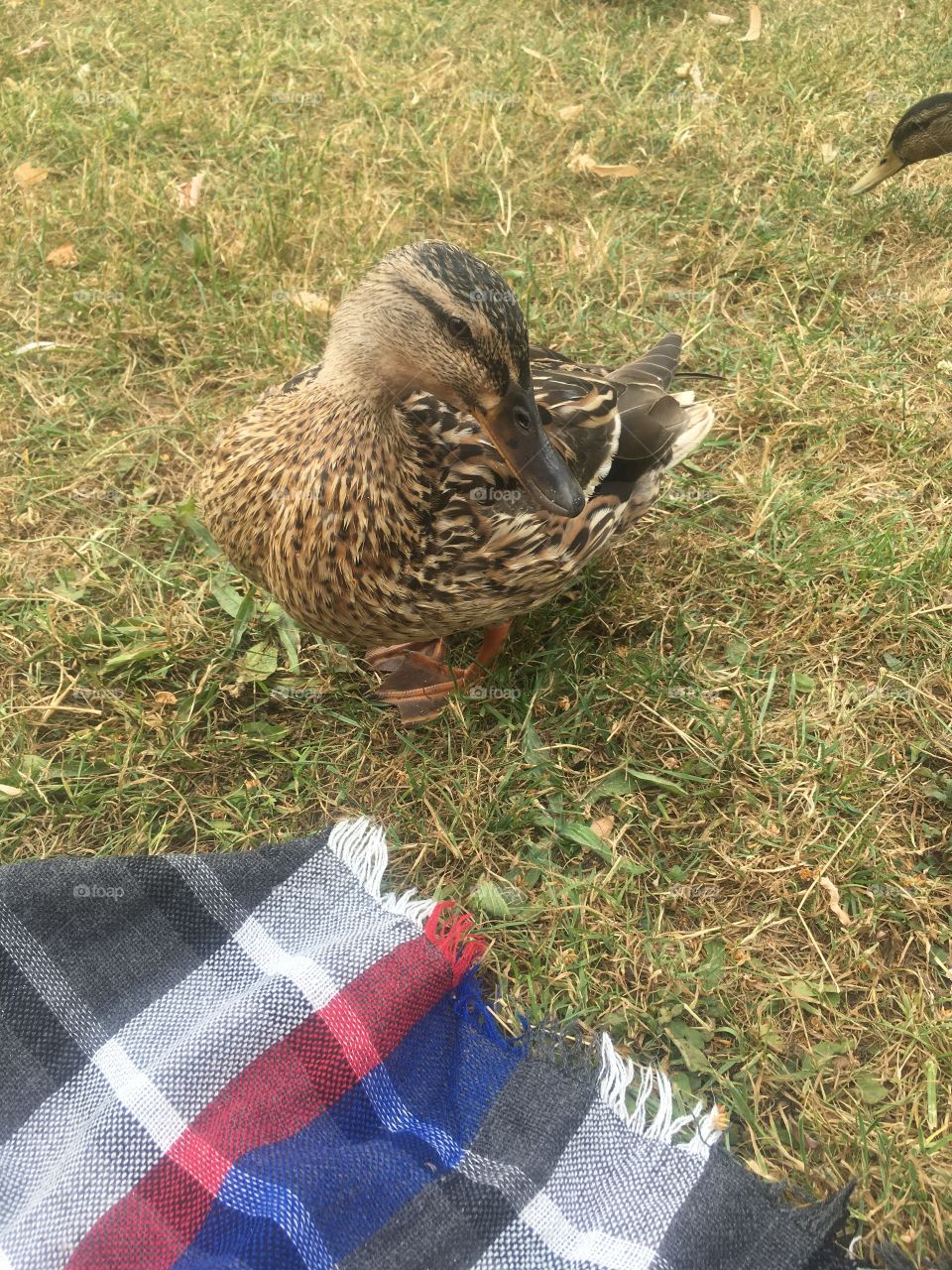 Cute ducks at Oxford Public Parks in England