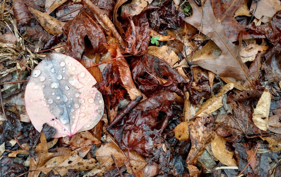 Wet leaves on the forest floor
