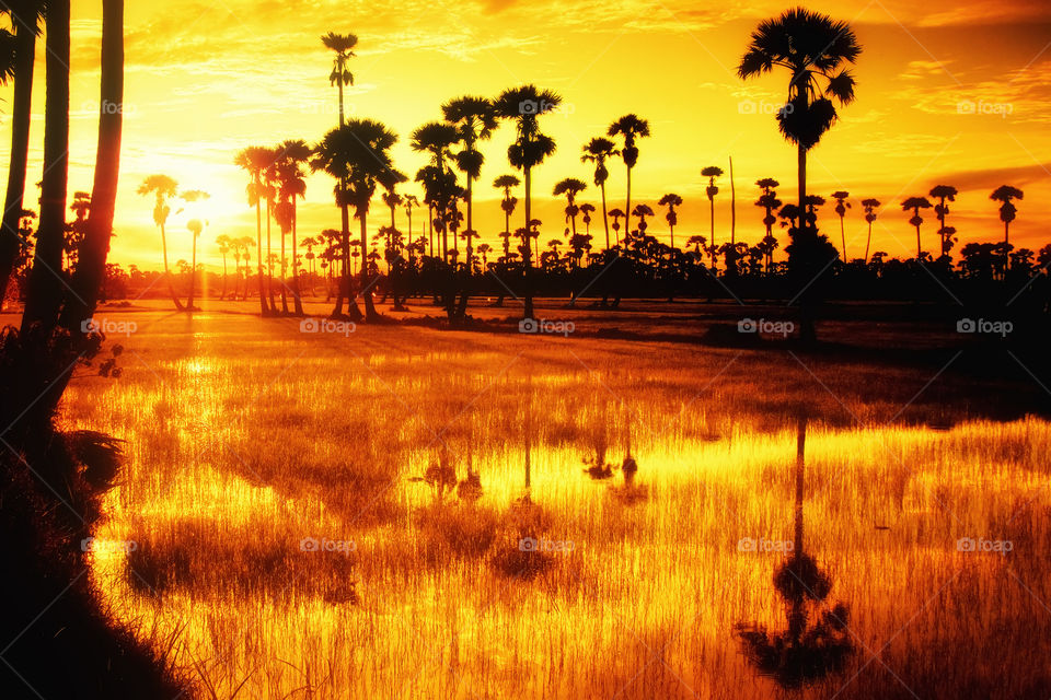 Sunset . field rice in evening 