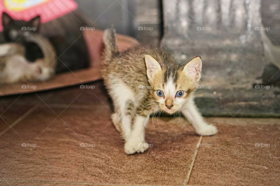 get shocked by the flashlight