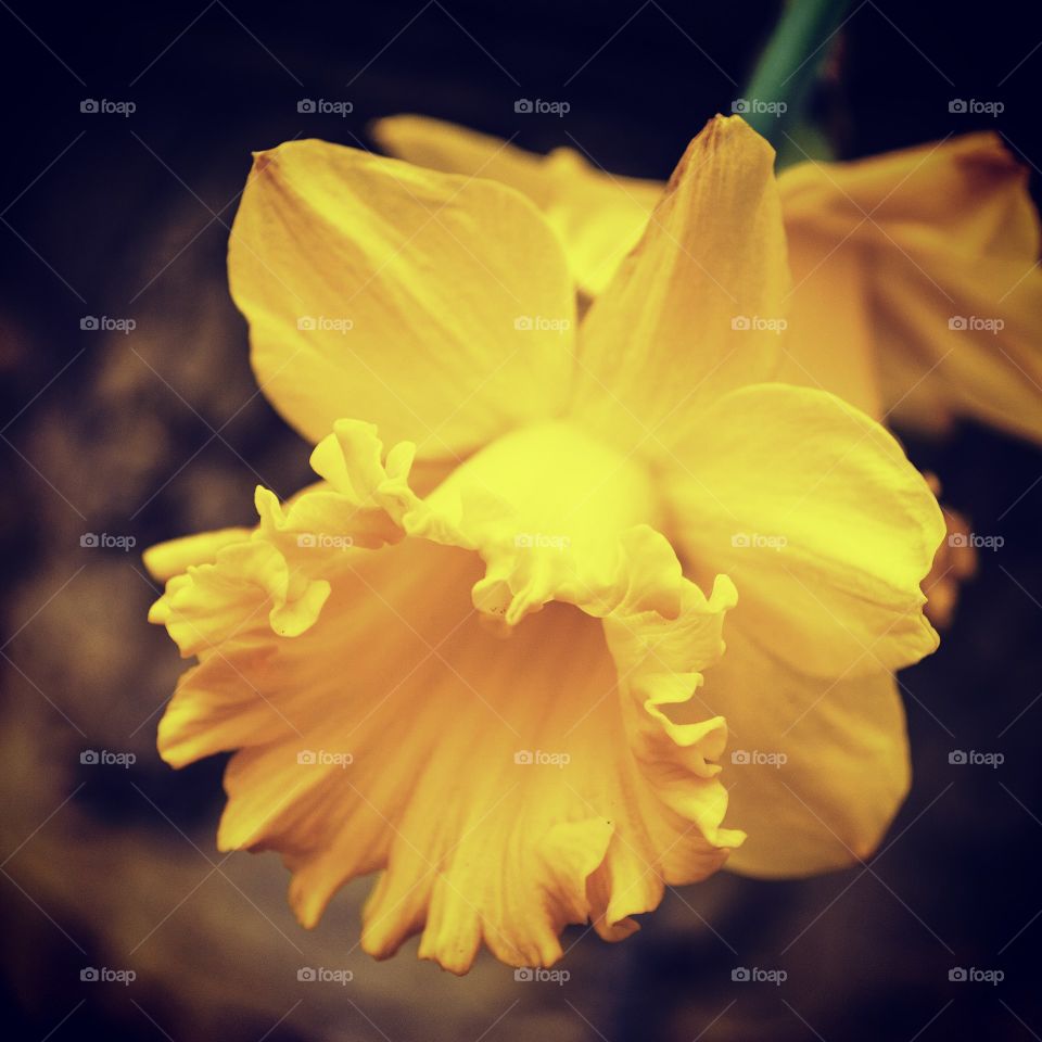 The daffodil national flower of Wales