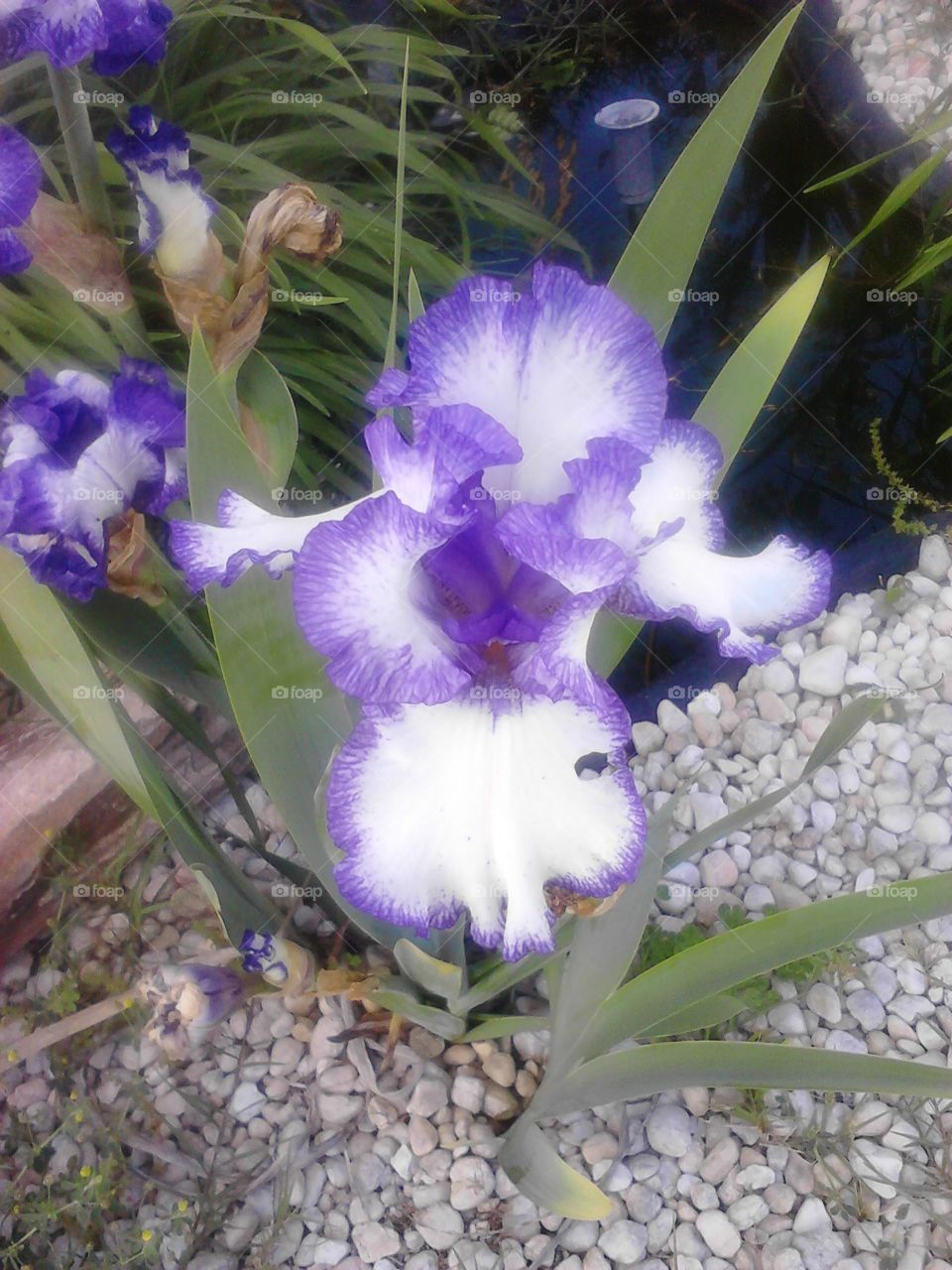 Spring Bearded Iris