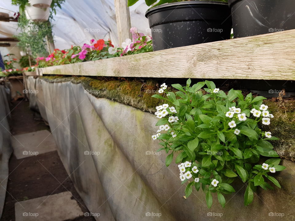 Flowers do not need pots.