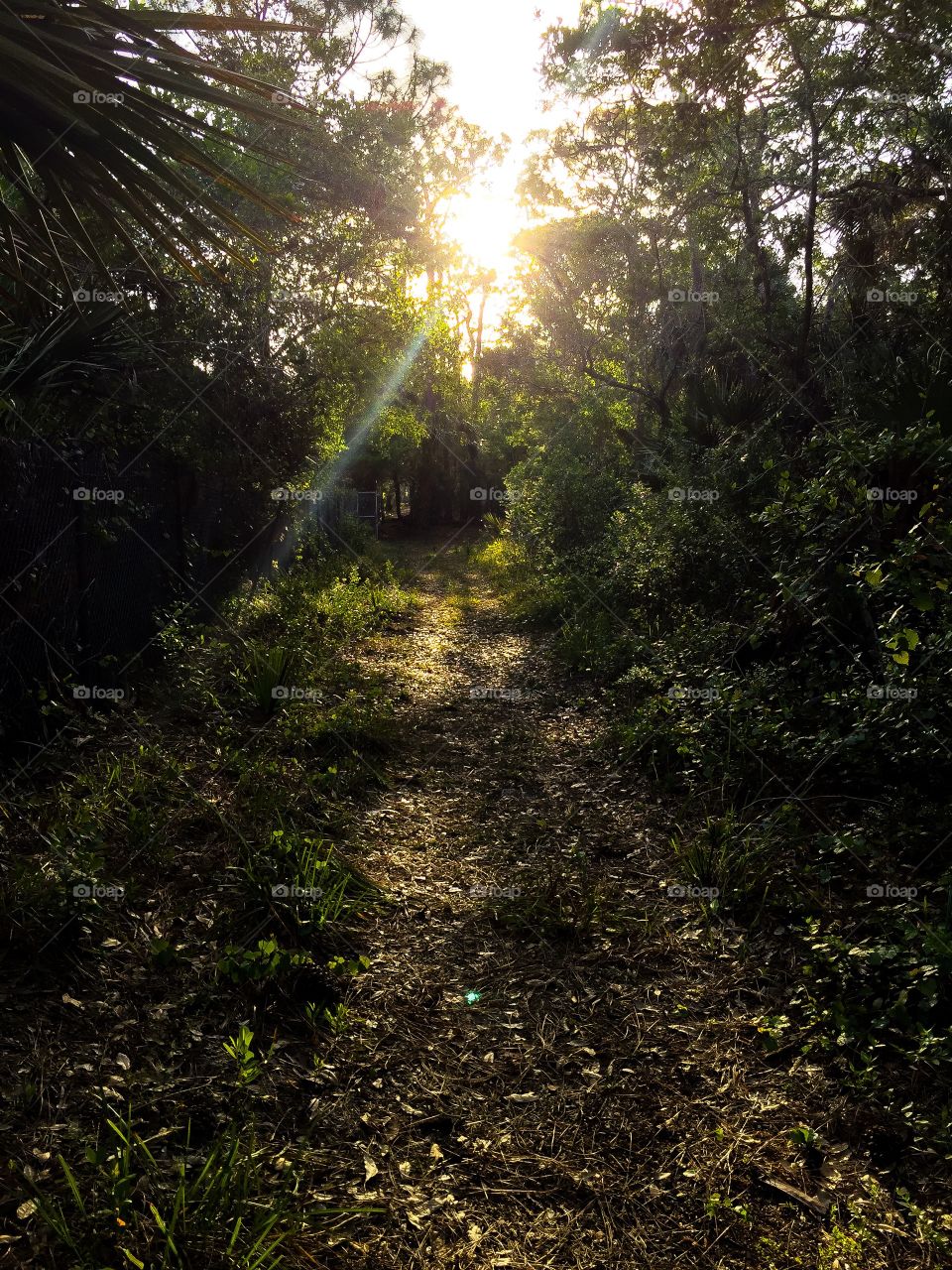 The path In a South Florida forest.