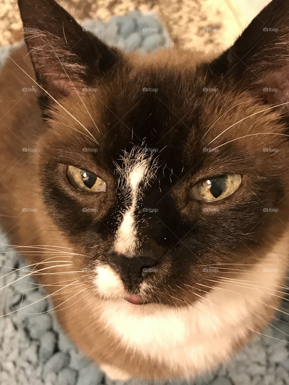 Coco Snowshoe Siamese