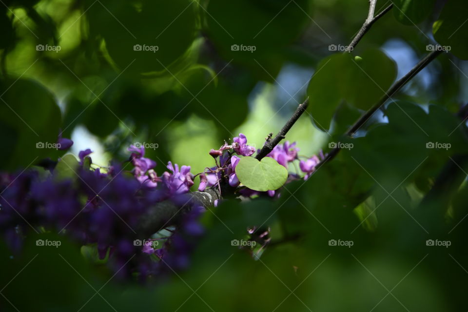 Trepidación al verde
Trepidation to green