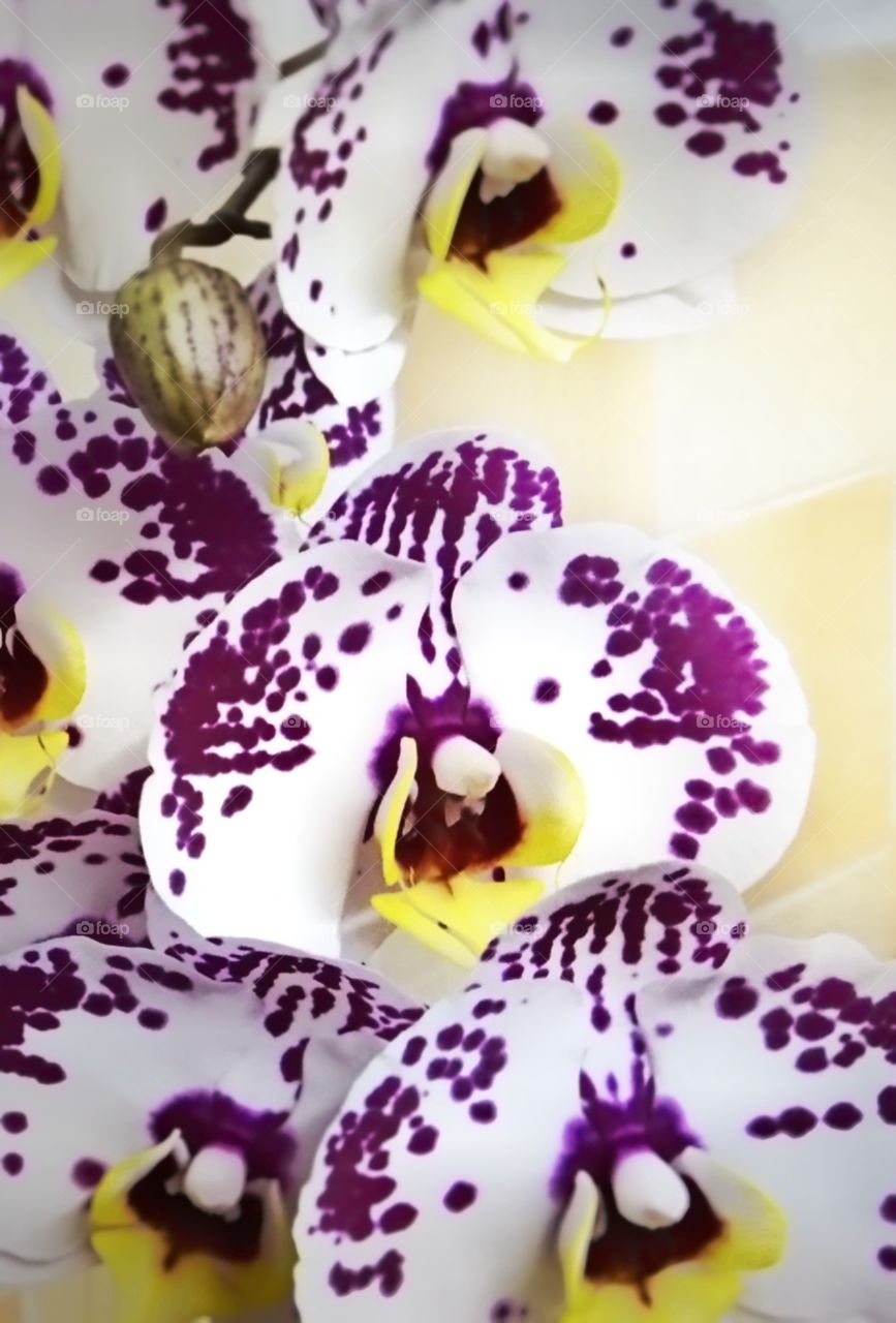 My beautiful orchids