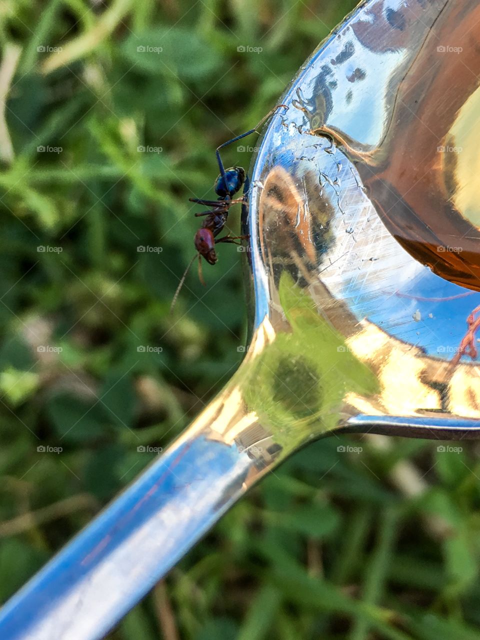 Worker ant on edge of silver spoon reflecting sky