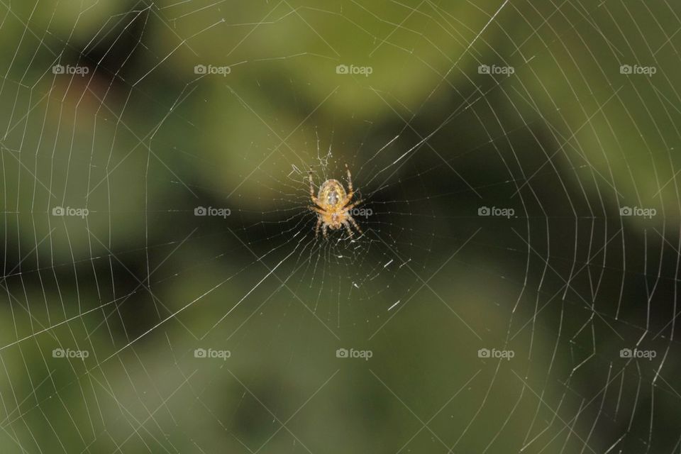 Little Spider On Cobweb