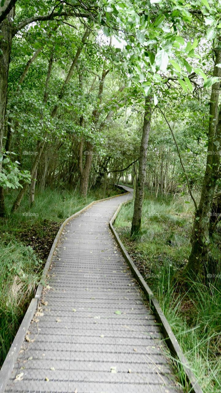 Secret path into the forest