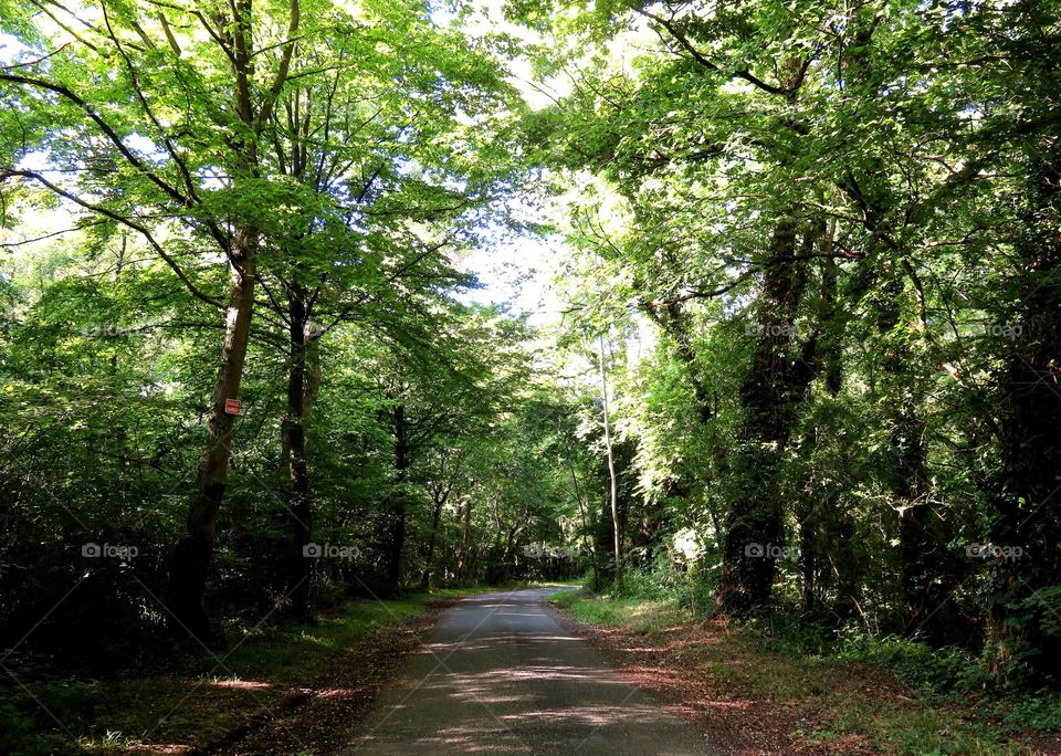 Empty road along trees