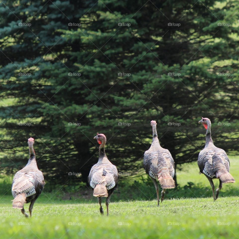 Wild Turkeys in a row enjoying a beautiful summer day
