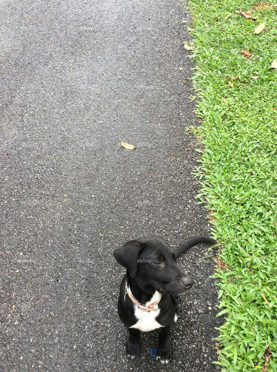 Tuxedo pup in Malaysia