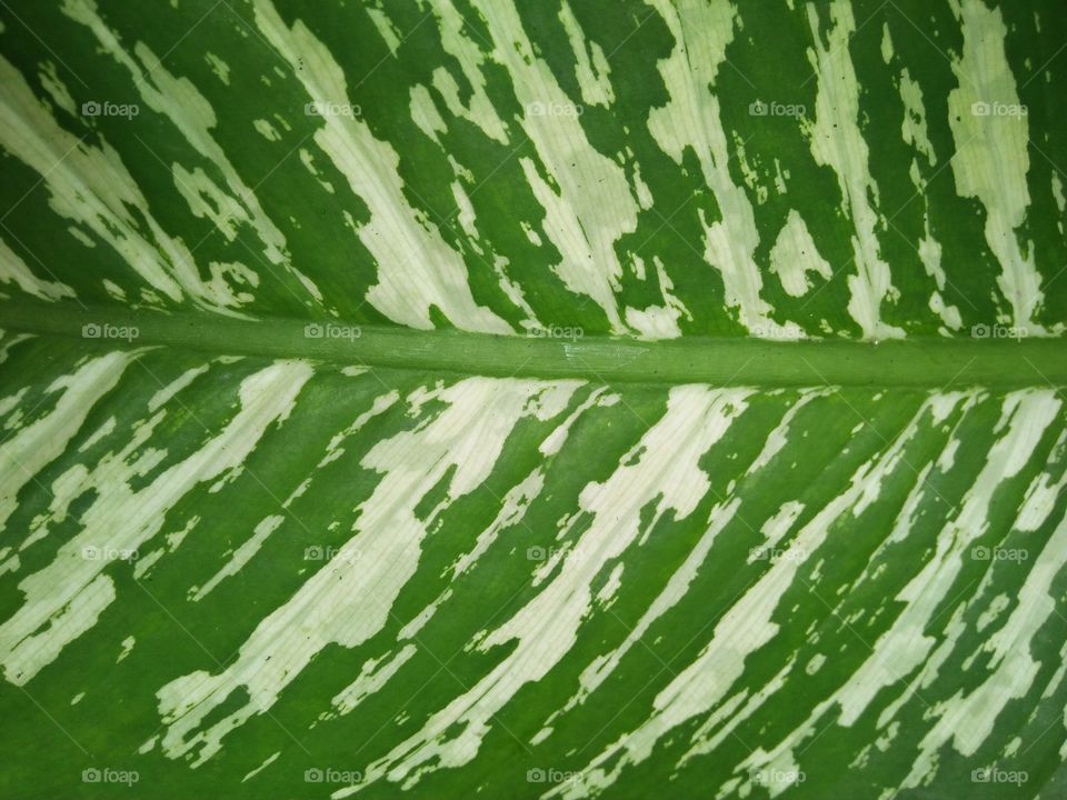 Flow Leaf