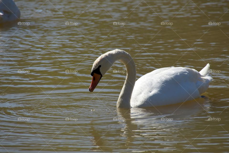 swans on the lake