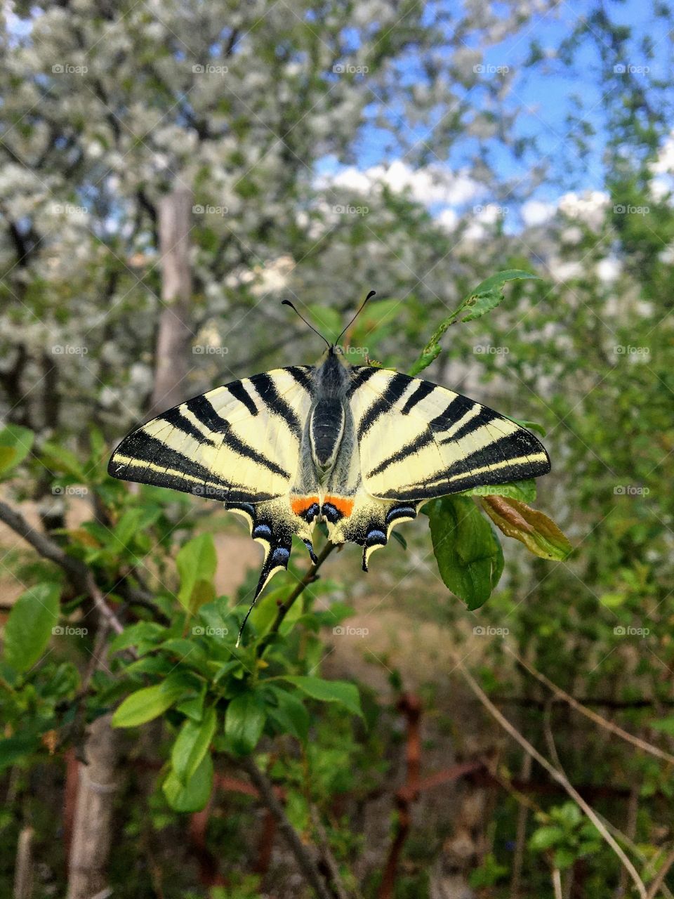 Spring butterfly