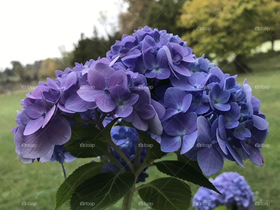 Purple Fall Blooming