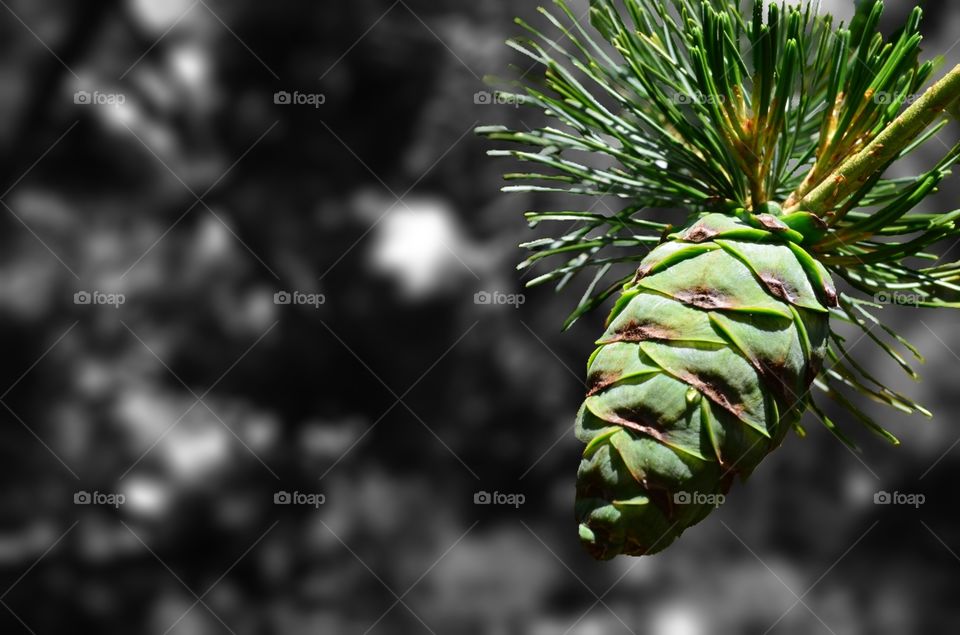 Springtime Pinecone (advertising layout)