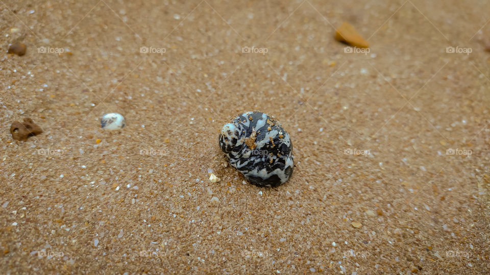 snail shell on the beach sand.