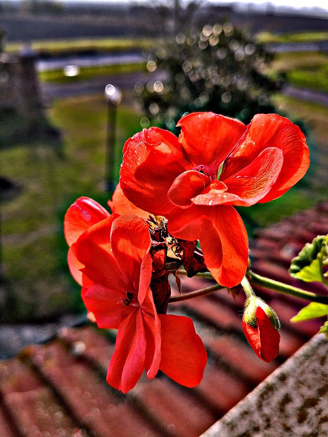 red flowers