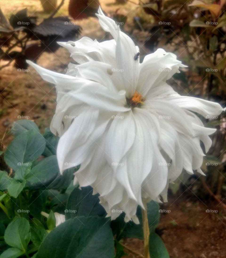 Beautiful Dailiya flower