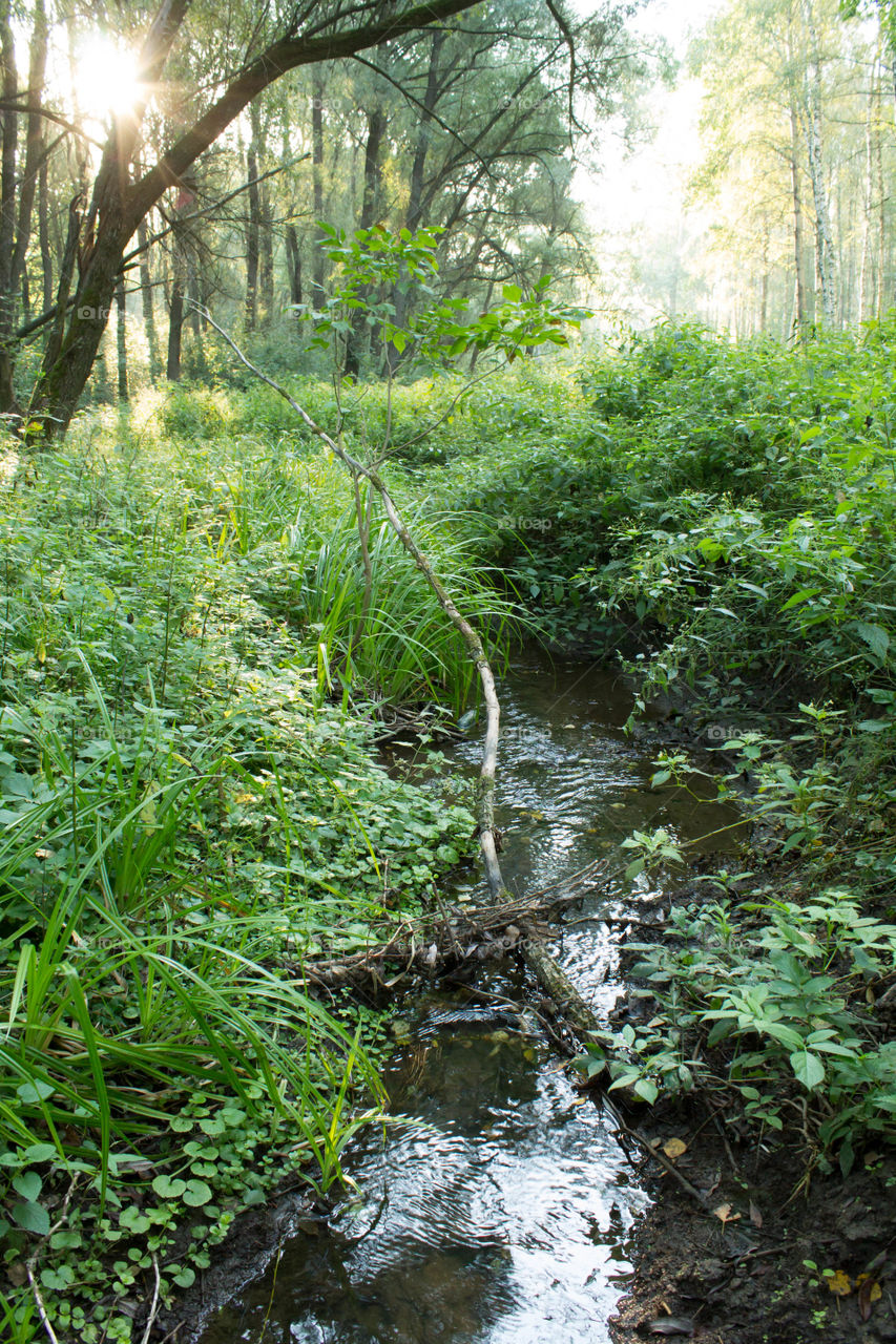 Nature, Water, Landscape, Wood, Leaf