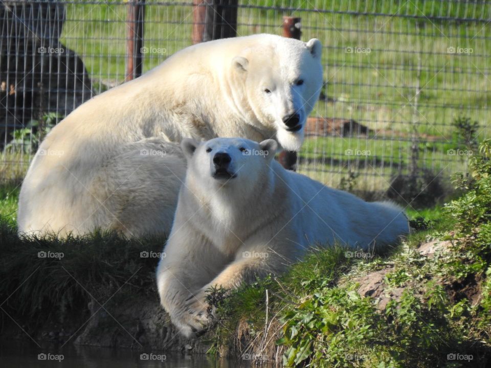 A pair of polar bears