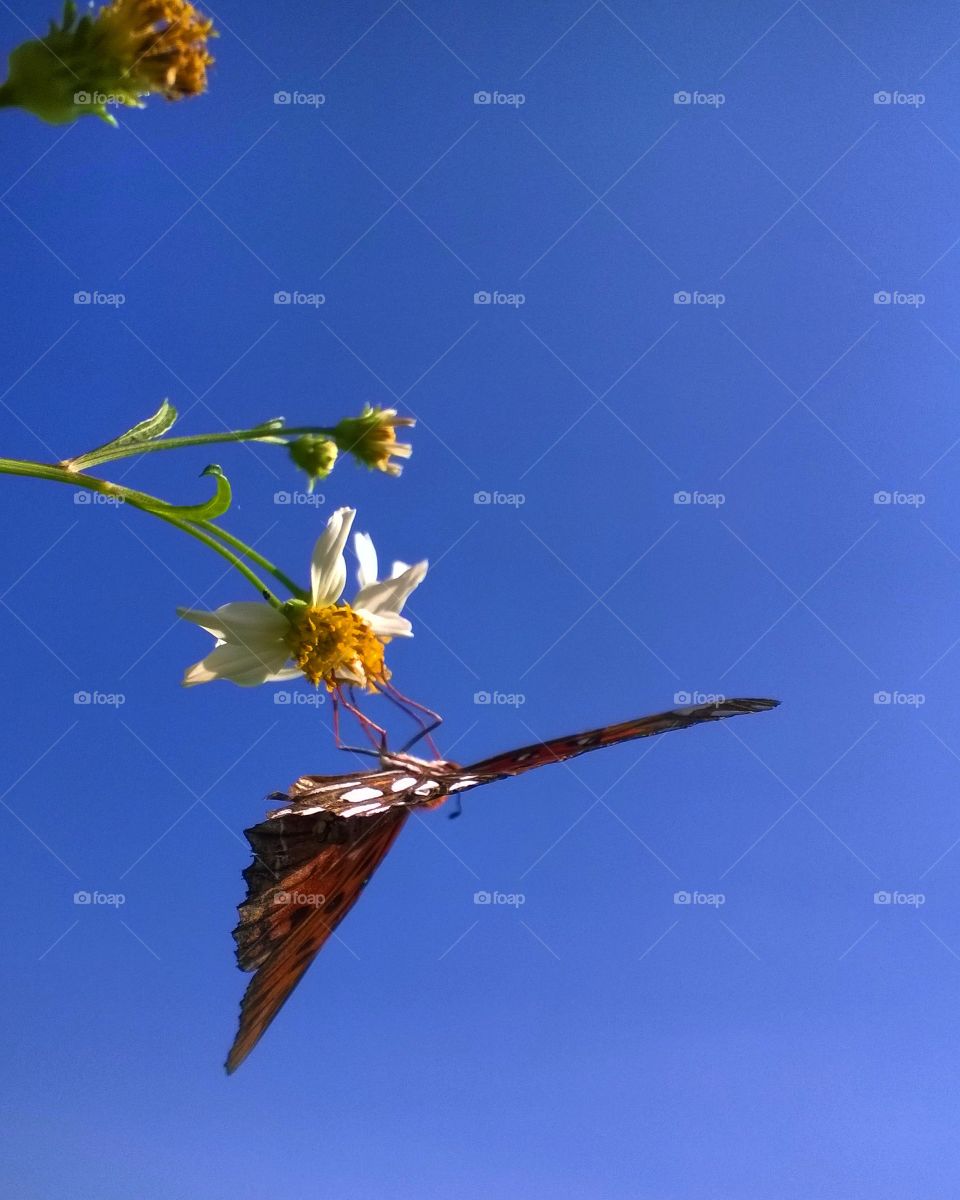 Butterfly Sky