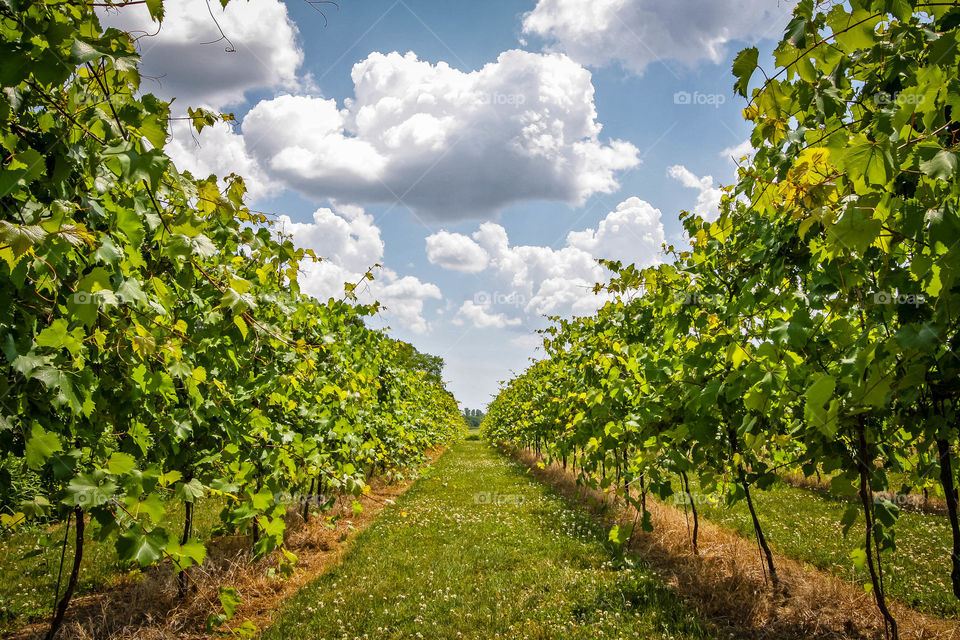 Vineyard in summer