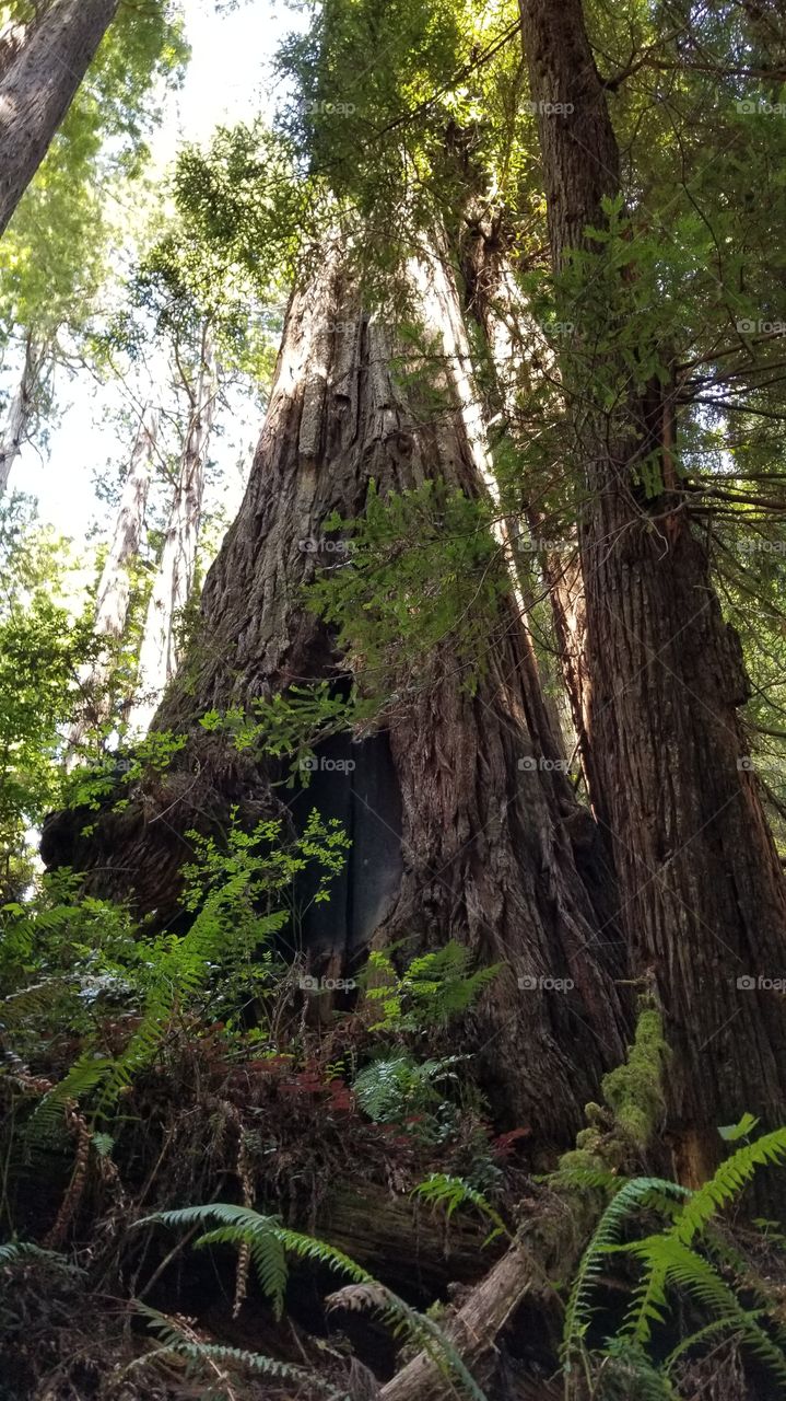 Northern California redwoods