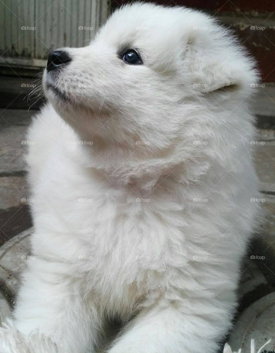 My pet,Samoyed