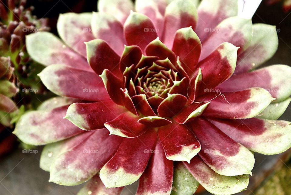 garden flora flower shop by lgt41