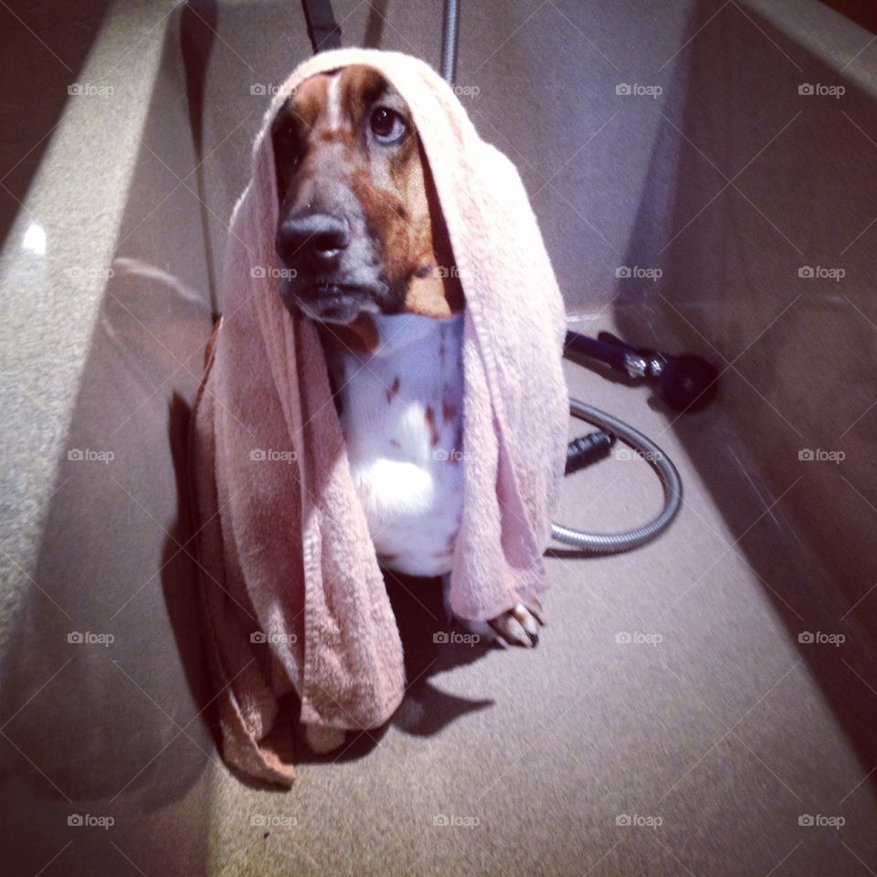 Basset hound bath