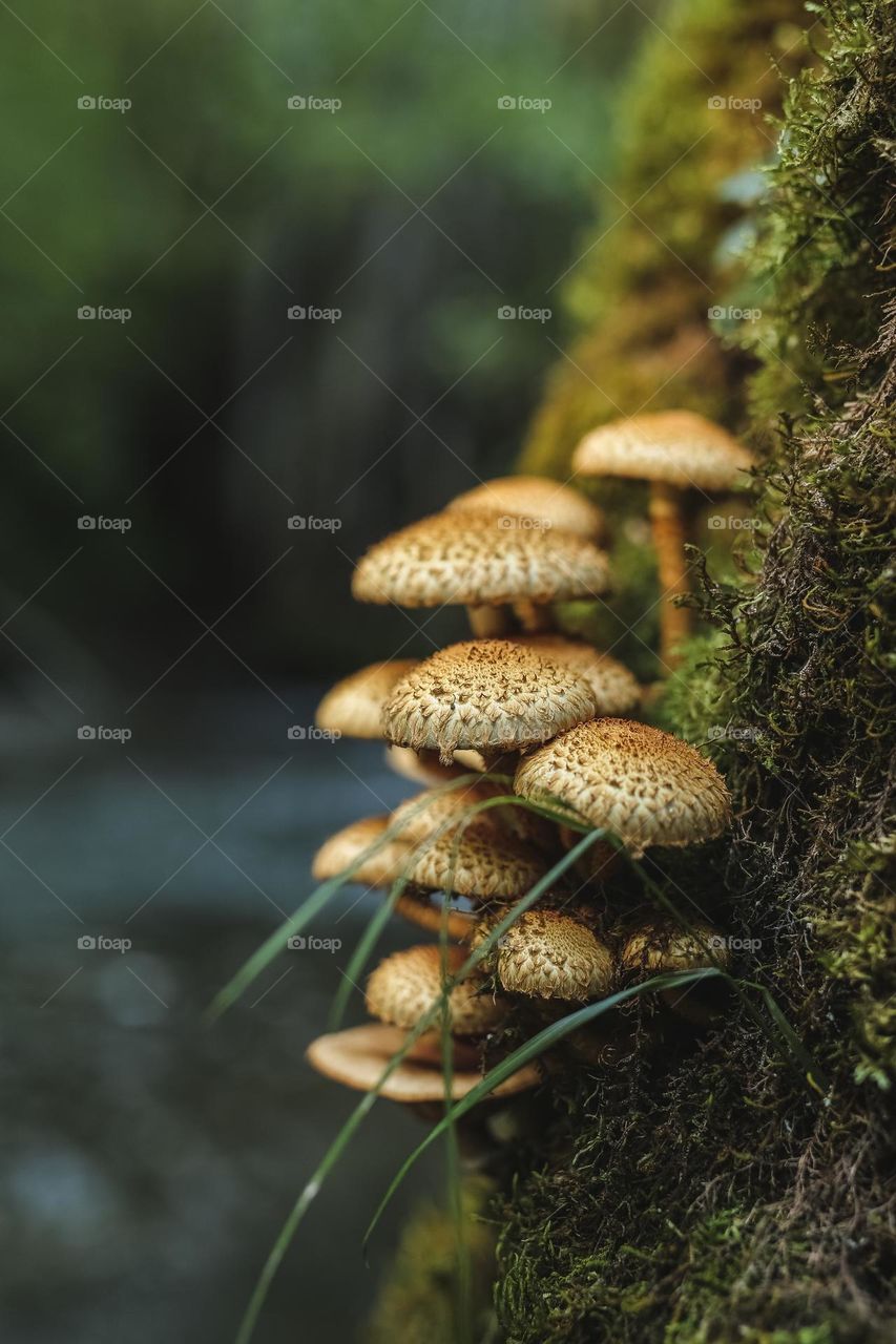 mystical, beautiful, colorful, edible and poisonous mushrooms growing. in the forest, located near the river, hidden under leaves and in the bark of trees. beauty of nature