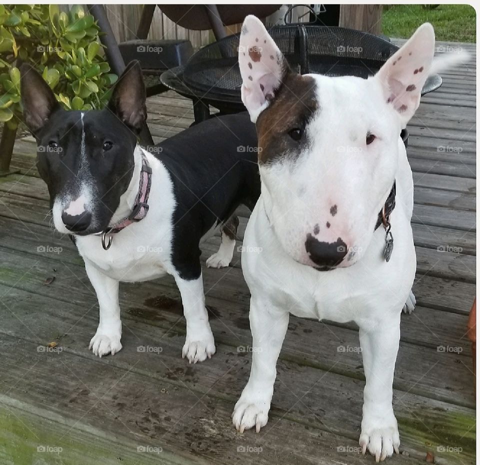 Our sweet Mini Bull Terriers