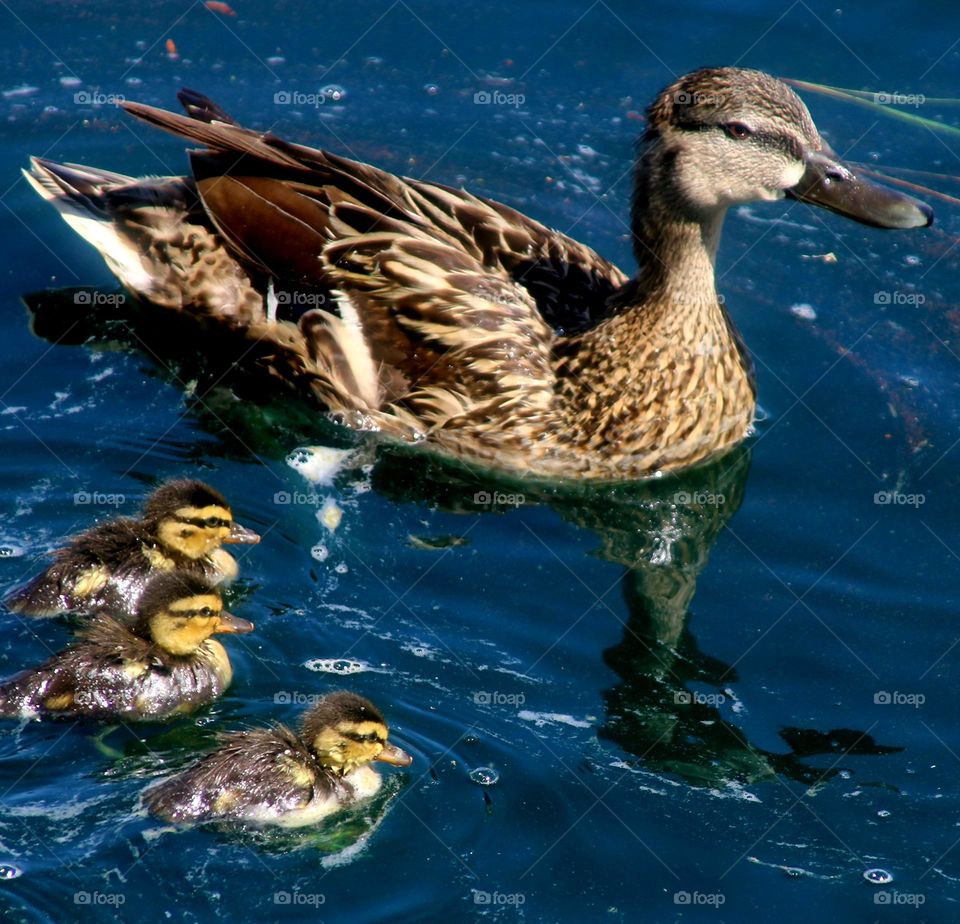 Mallard Mother and Ducklings