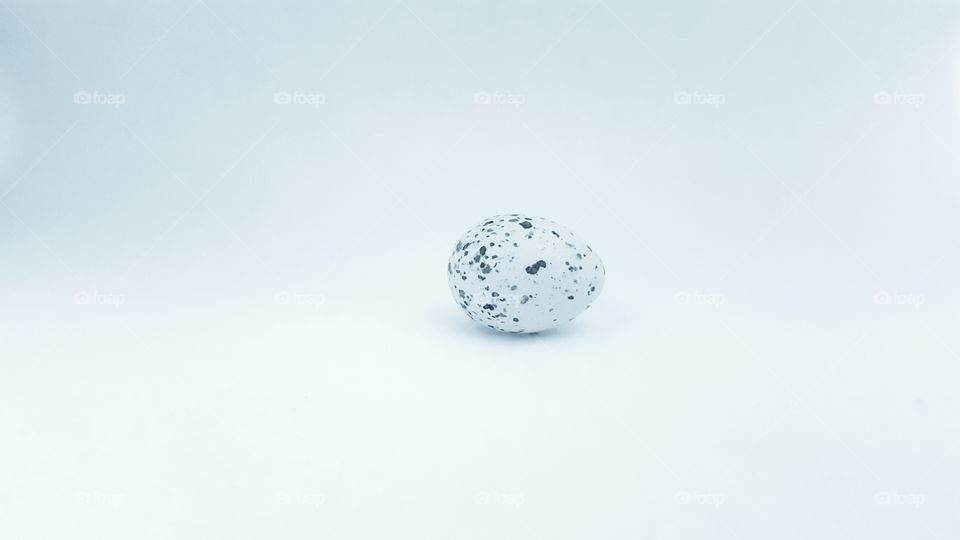 Egg on white background
