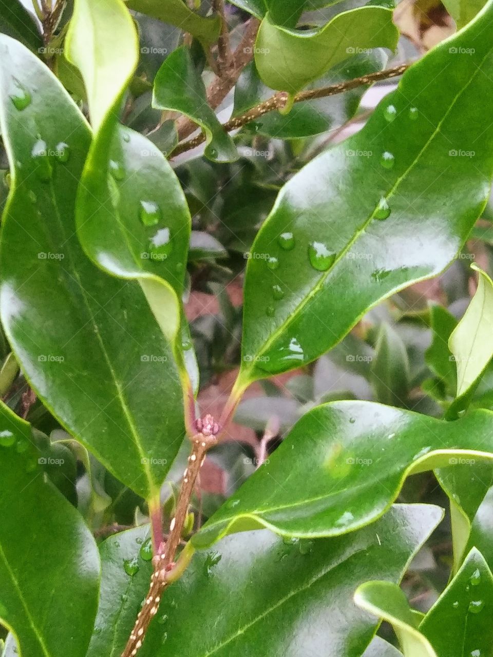 rain drops on leaves
