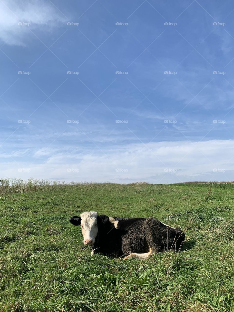 cow