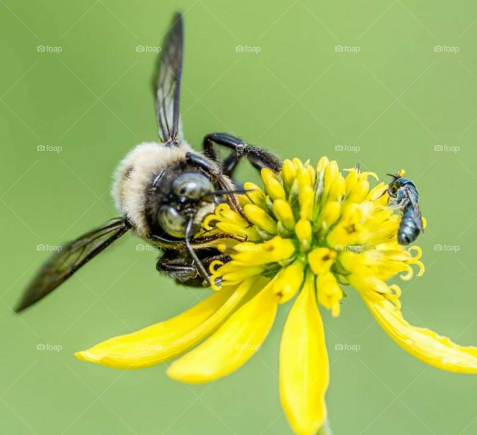 Bumblebee Closeup