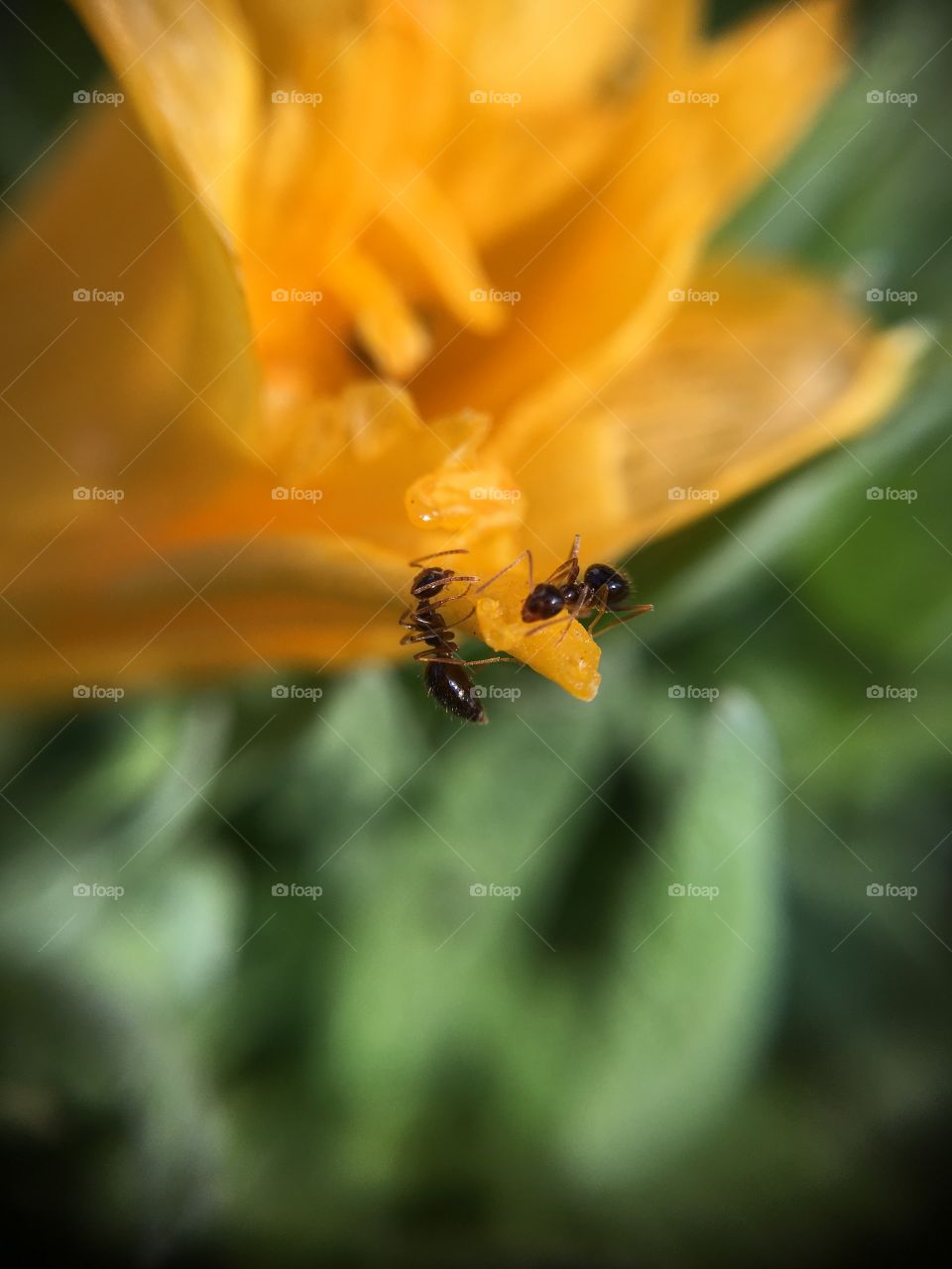 Two ants on flower petal