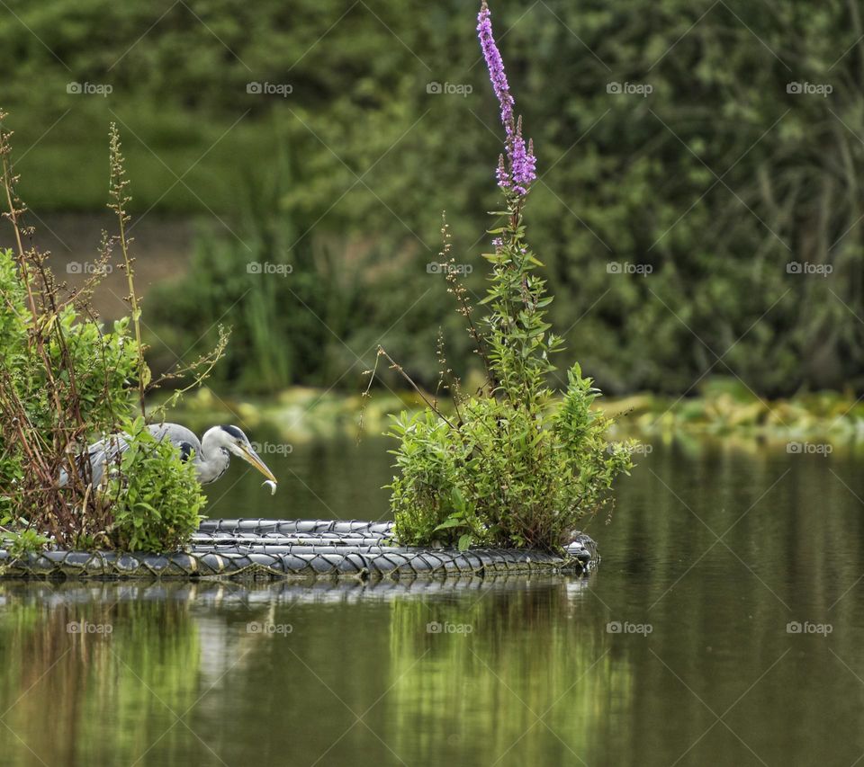 heron fishing