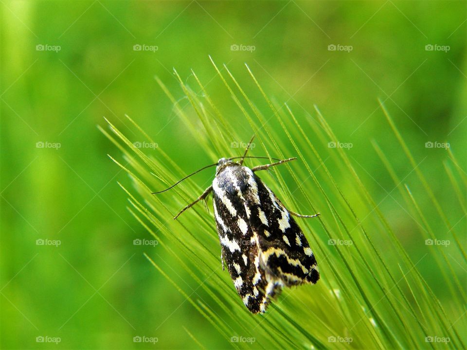 Black and white Butterfly with green background
