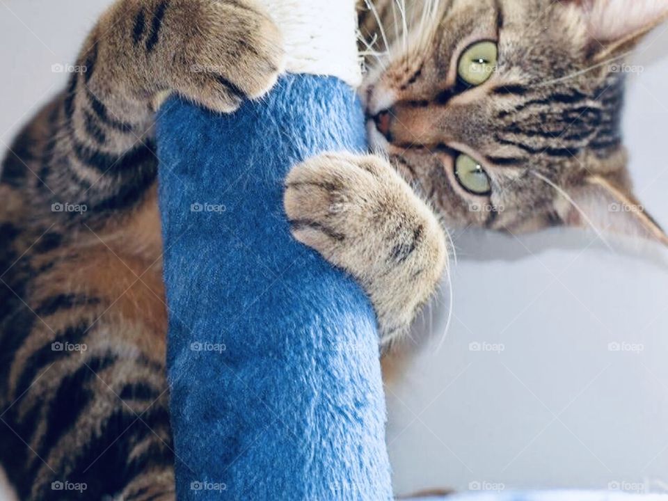 Meow kitty cat on the cat tree