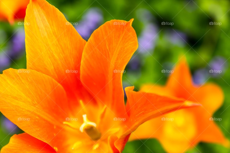 Orange flower 