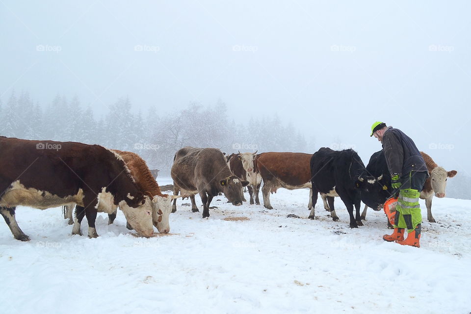 Cow grazing in snow