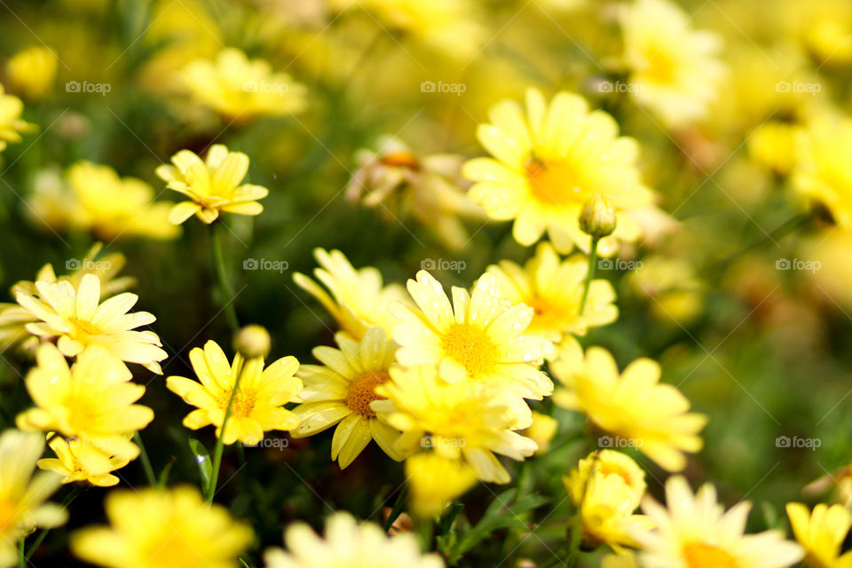 Simple yellow flowers in a field